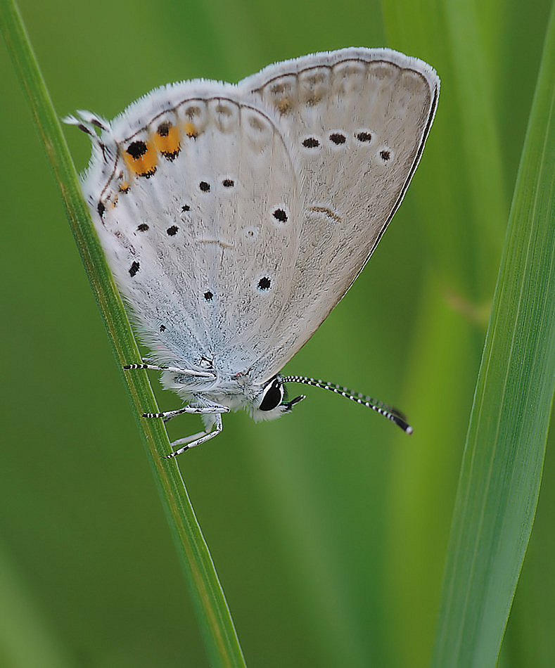 bläuling.jpg