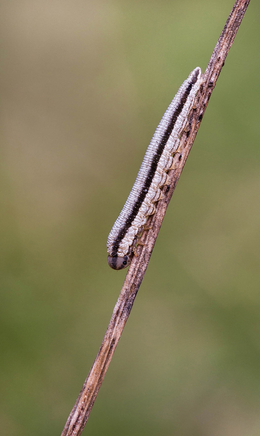IMG_4902Raupe.jpg