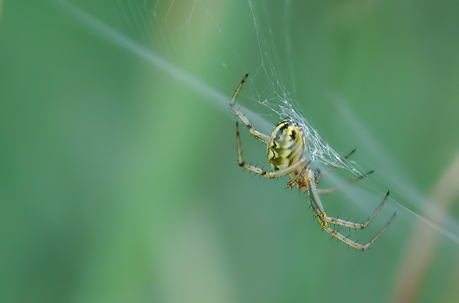 Spinnemakro.jpg