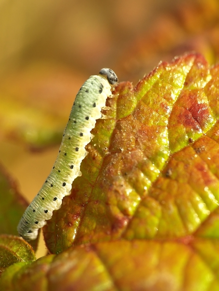 Blatwespenlarve 004 bfgj filtered.jpg