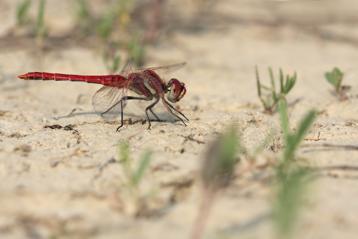 Sympetrum fonscolombii_m_IMG_9053a.jpg