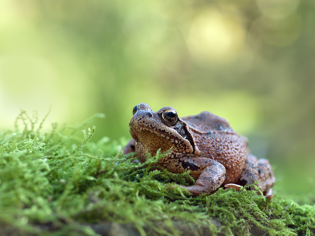 Grasfrosch-OG010556.jpg