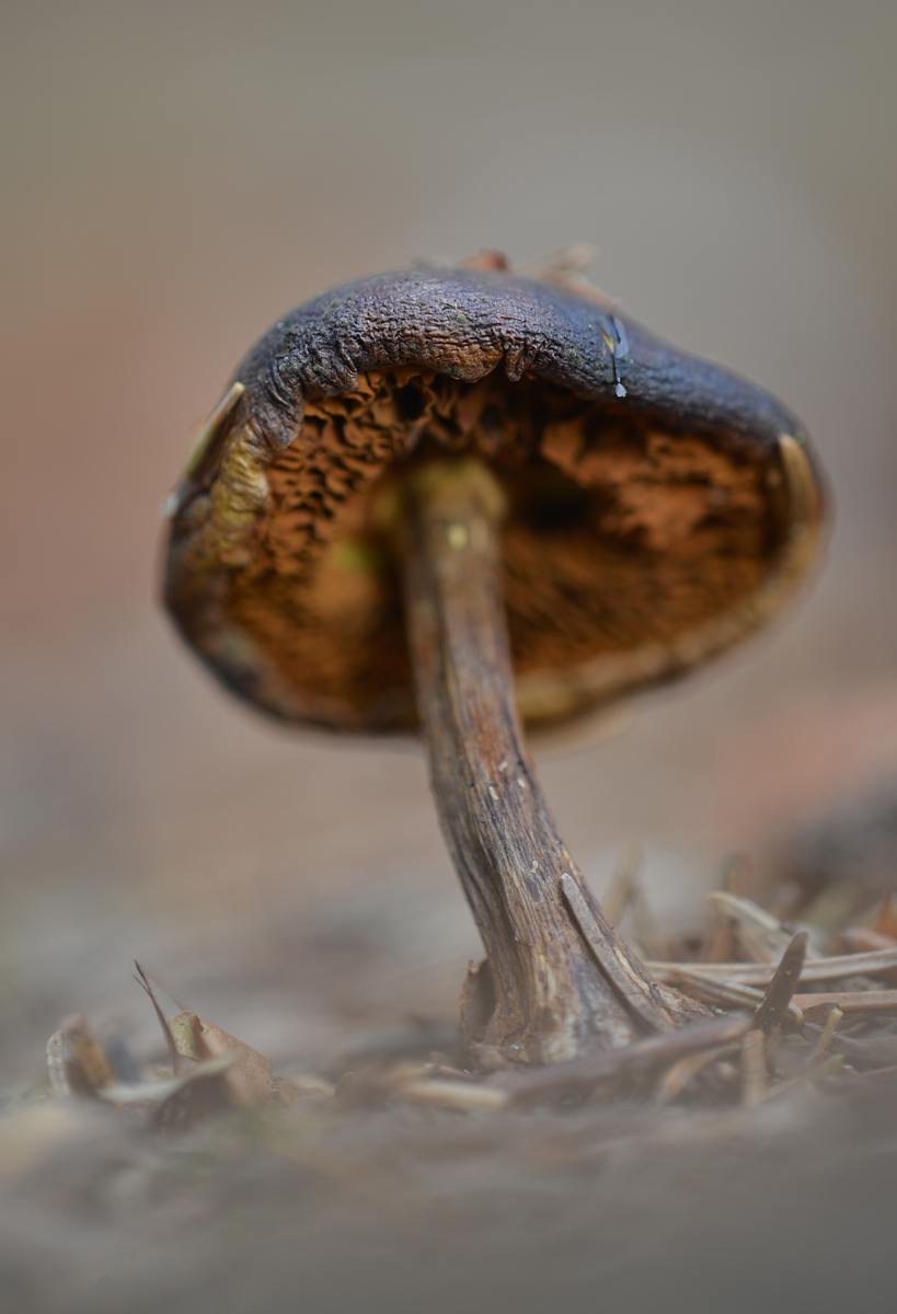 Pilz1DSC_1445.jpg