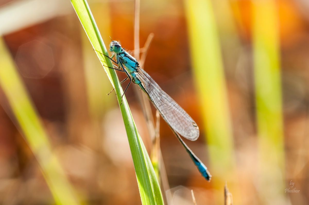 compressedDSC_0431.jpg