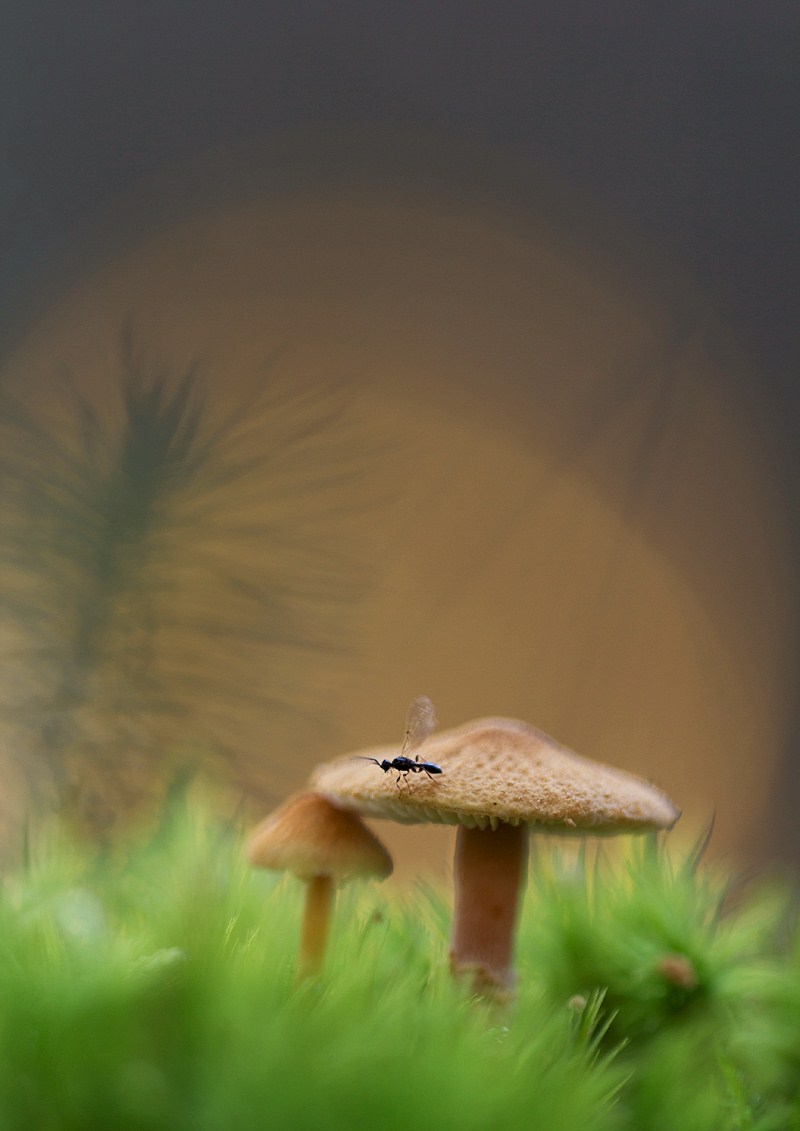 pilz 5 043.jpg