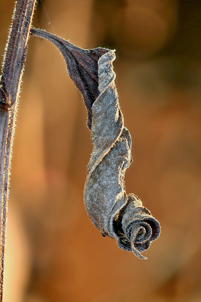 Blatt der echinacea (4).jpg