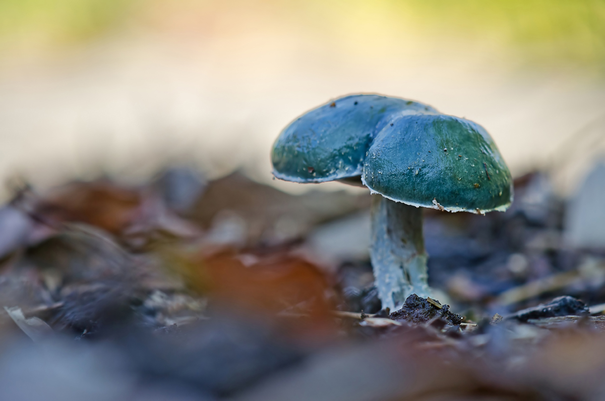 DSC_0083_b2fs.jpg