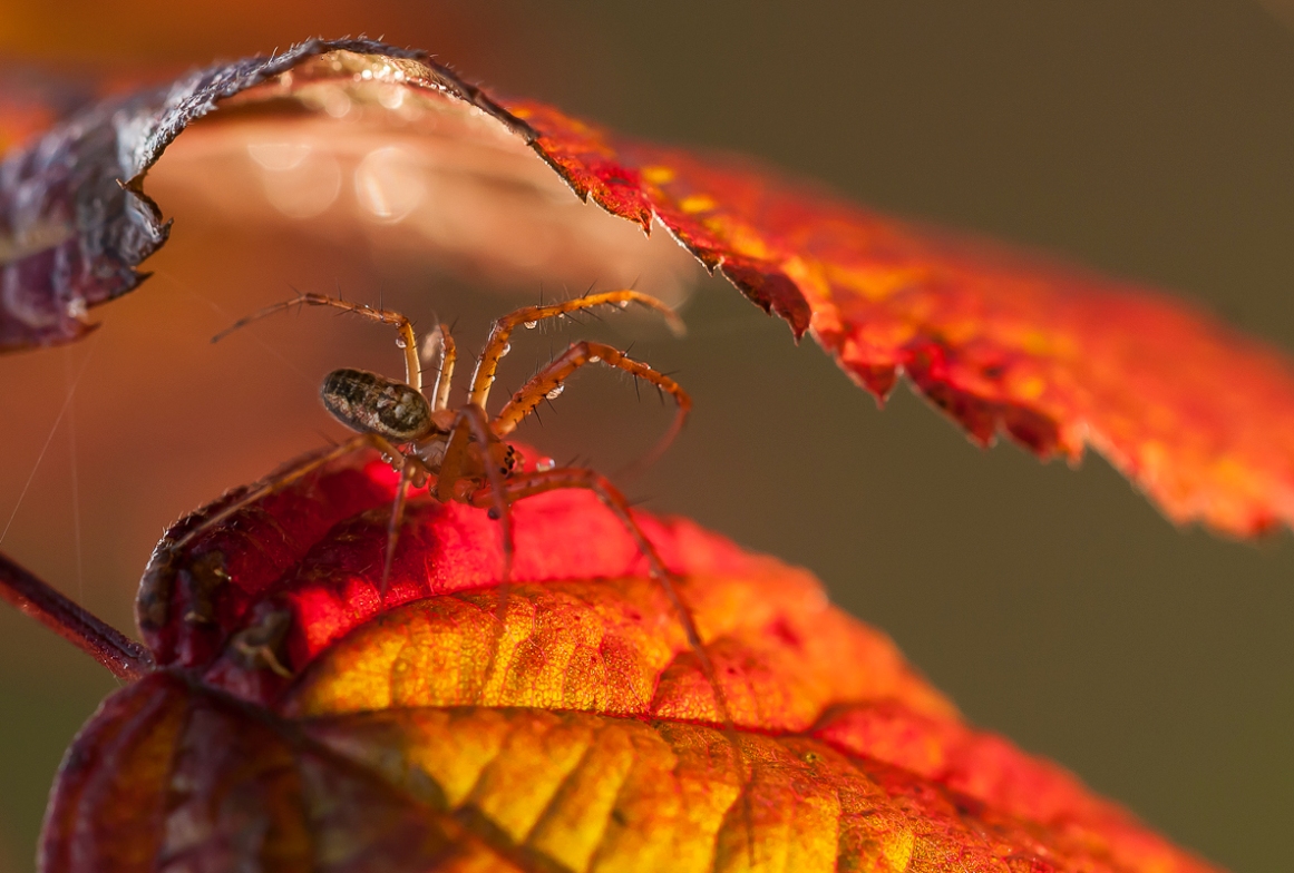 Herbstspinne 80.jpg