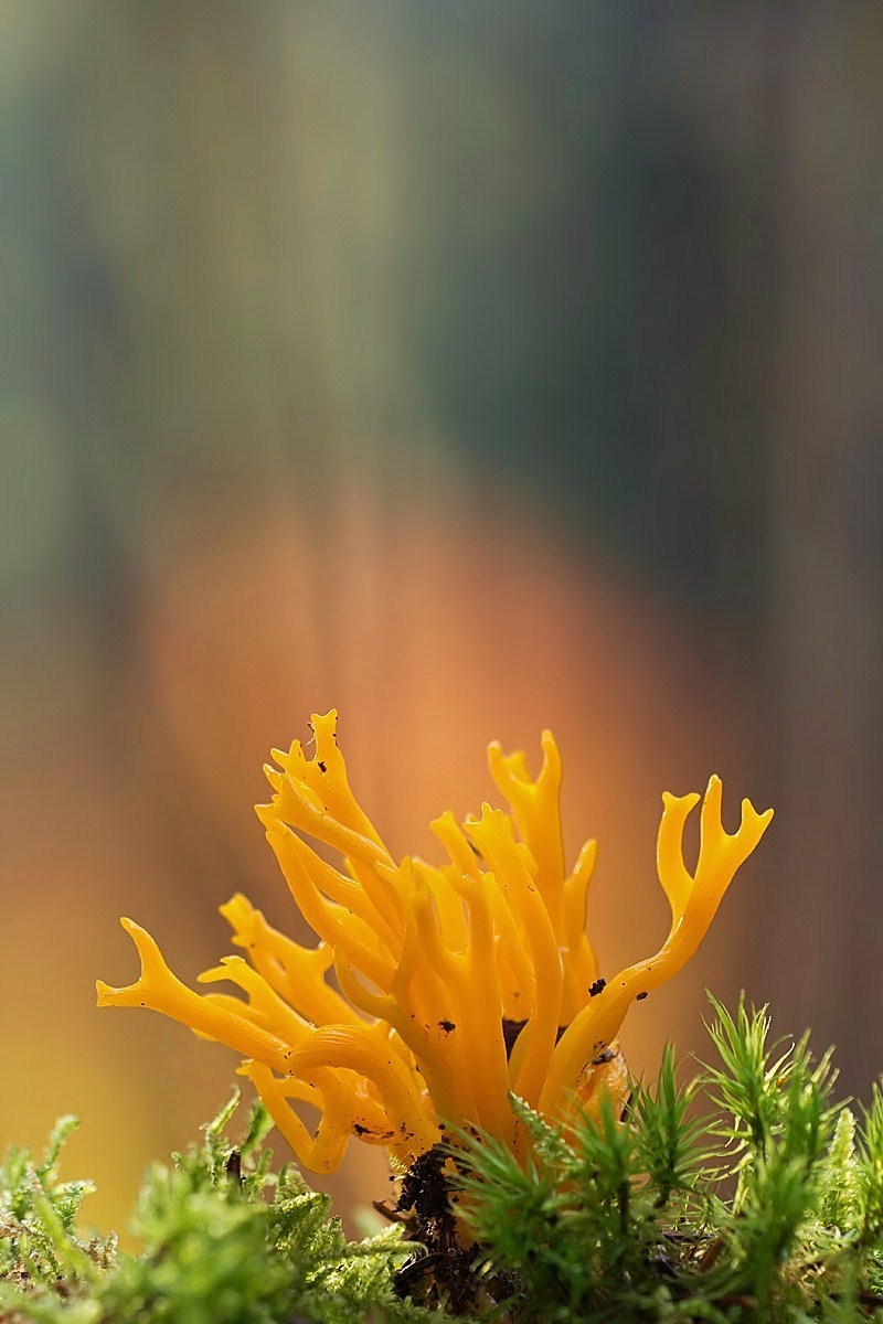 pilz 5 063_filtered.jpg