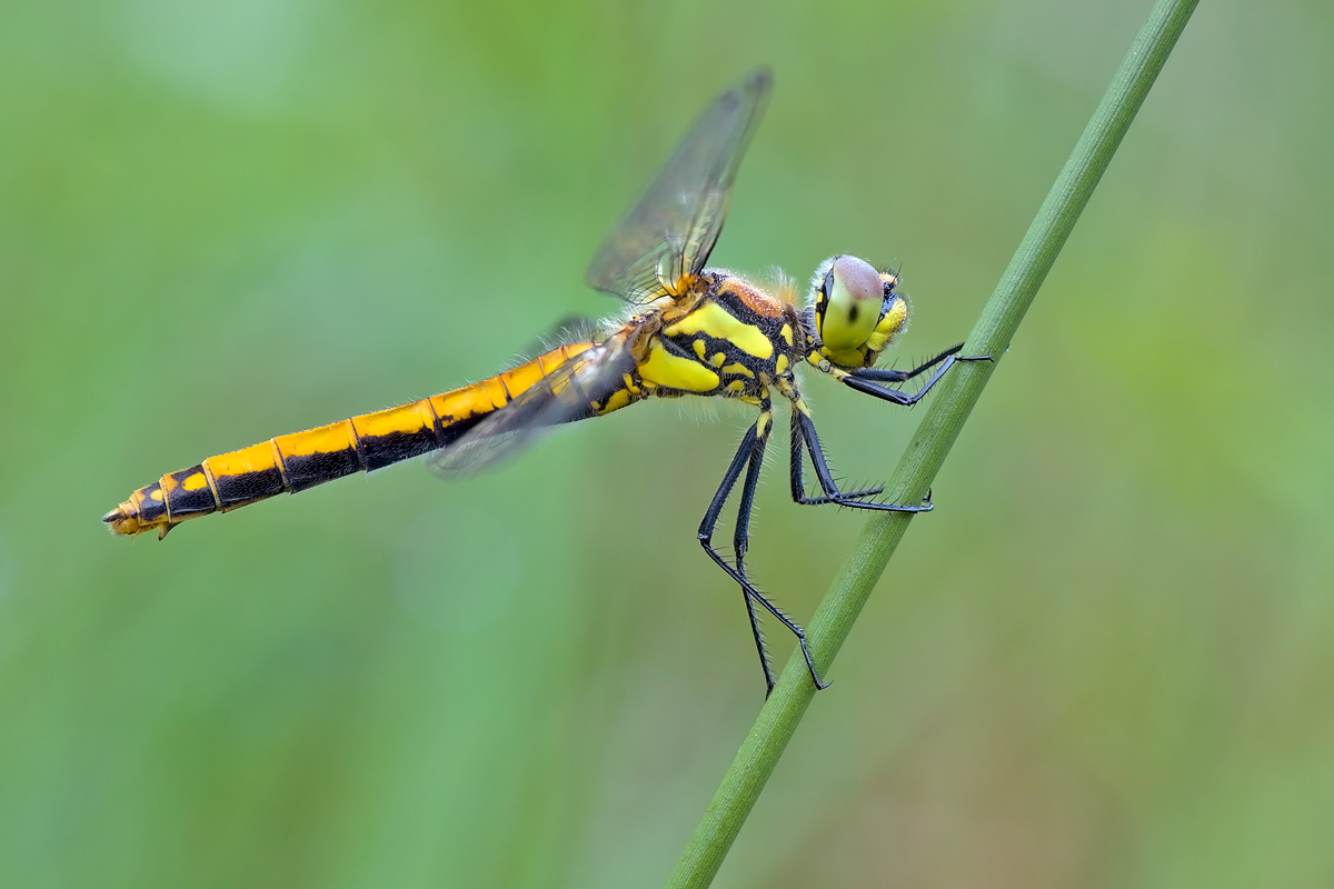 26.06.2012-moor 008.JPG