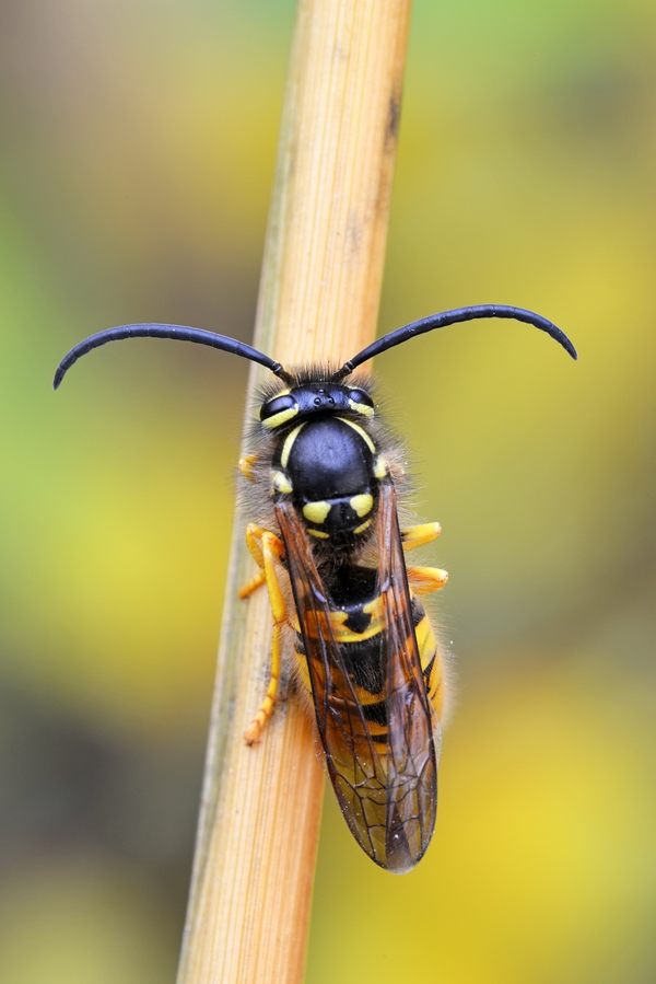 comp_DSC_2262.jpg