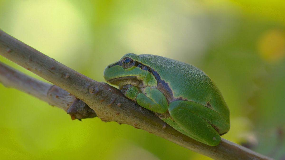 Laubfrosch Hyla arborea.jpg