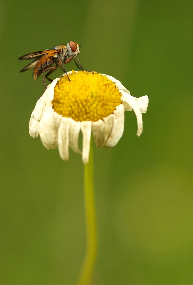 breitflügelige Raupenfliege_filtered.jpg