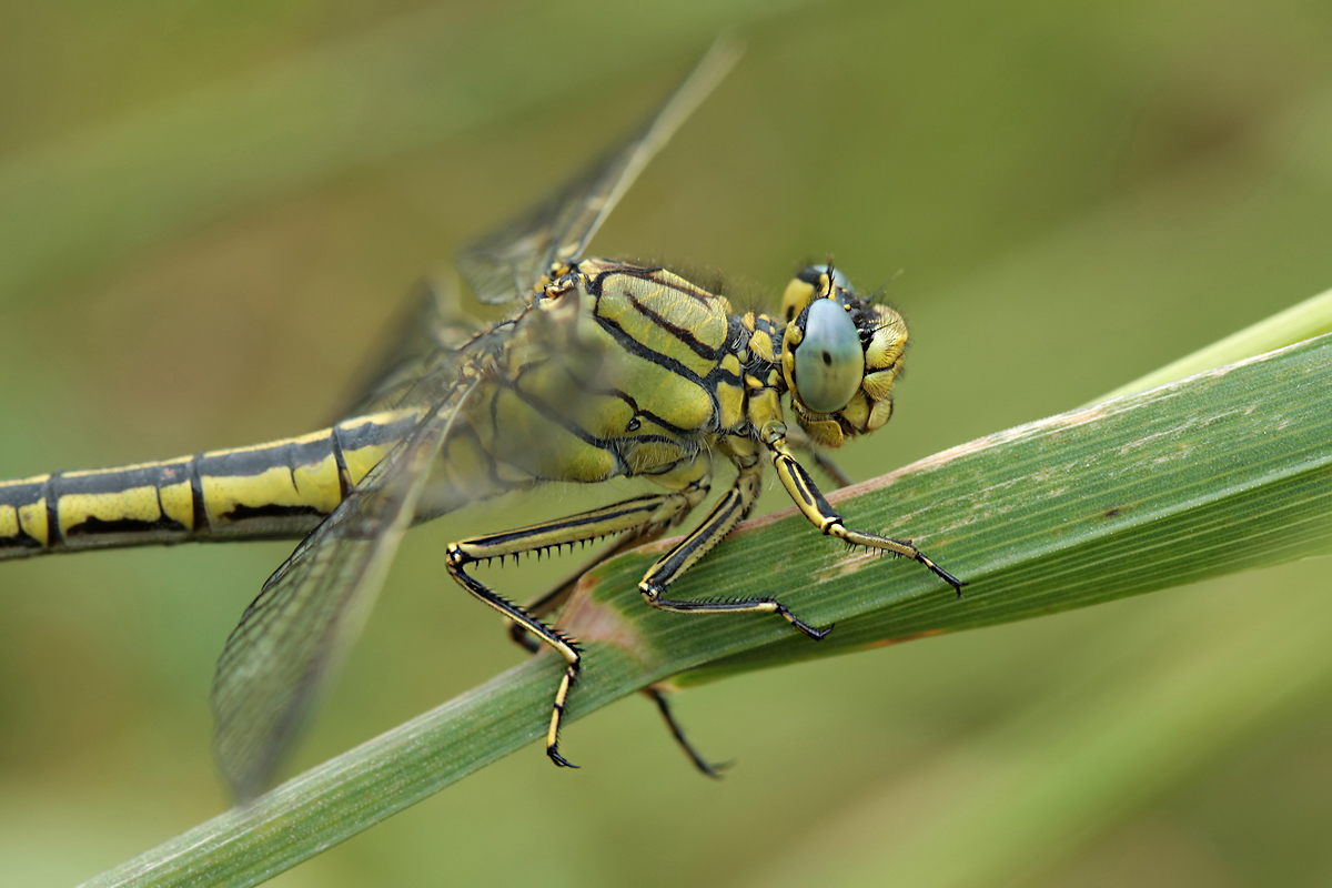 Gomphus pulchellus_w_Porträt_IMG_2456b.jpg