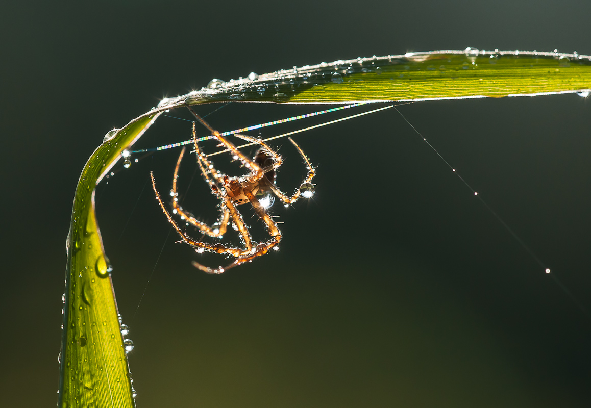 Herbstspinnen 42.jpg