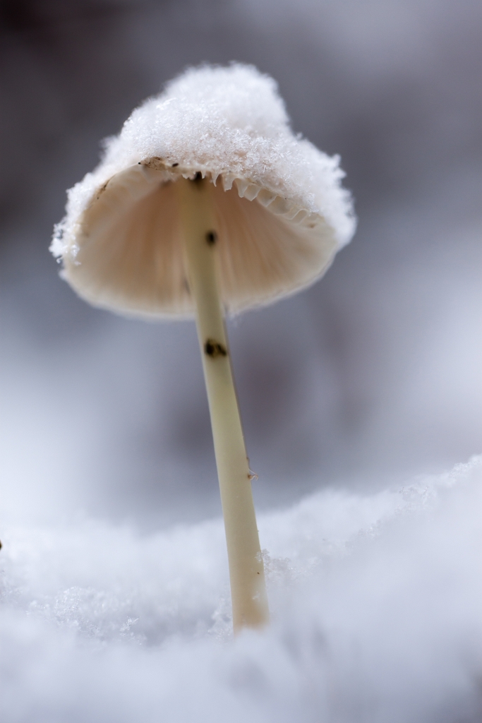 weißer Winterpilz-6890.jpg