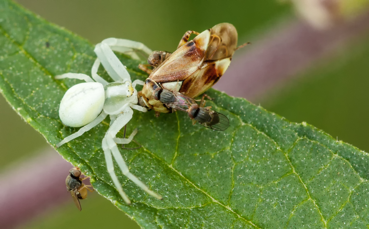 Krabbenspinne-mit-Mitfressern.jpg
