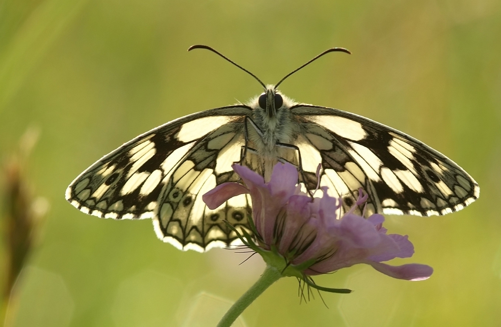 Schachi im Geli   iso 100   f 8    80tel Sec_filtered.jpg