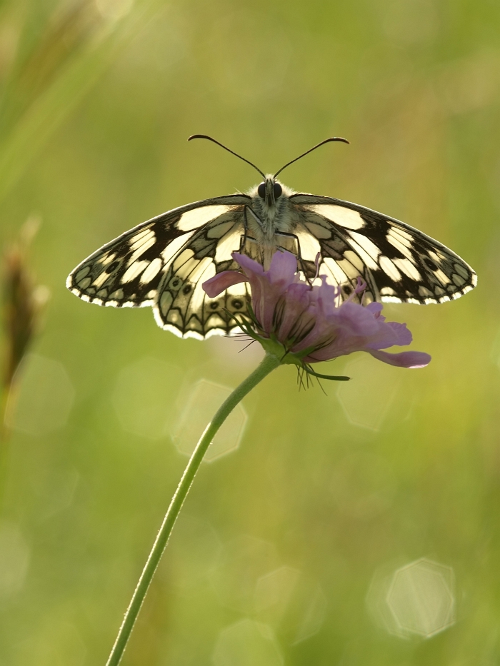 Schachi im Geli  Iso 100  f 8   1.80 sec   befo  port_filtered.jpg