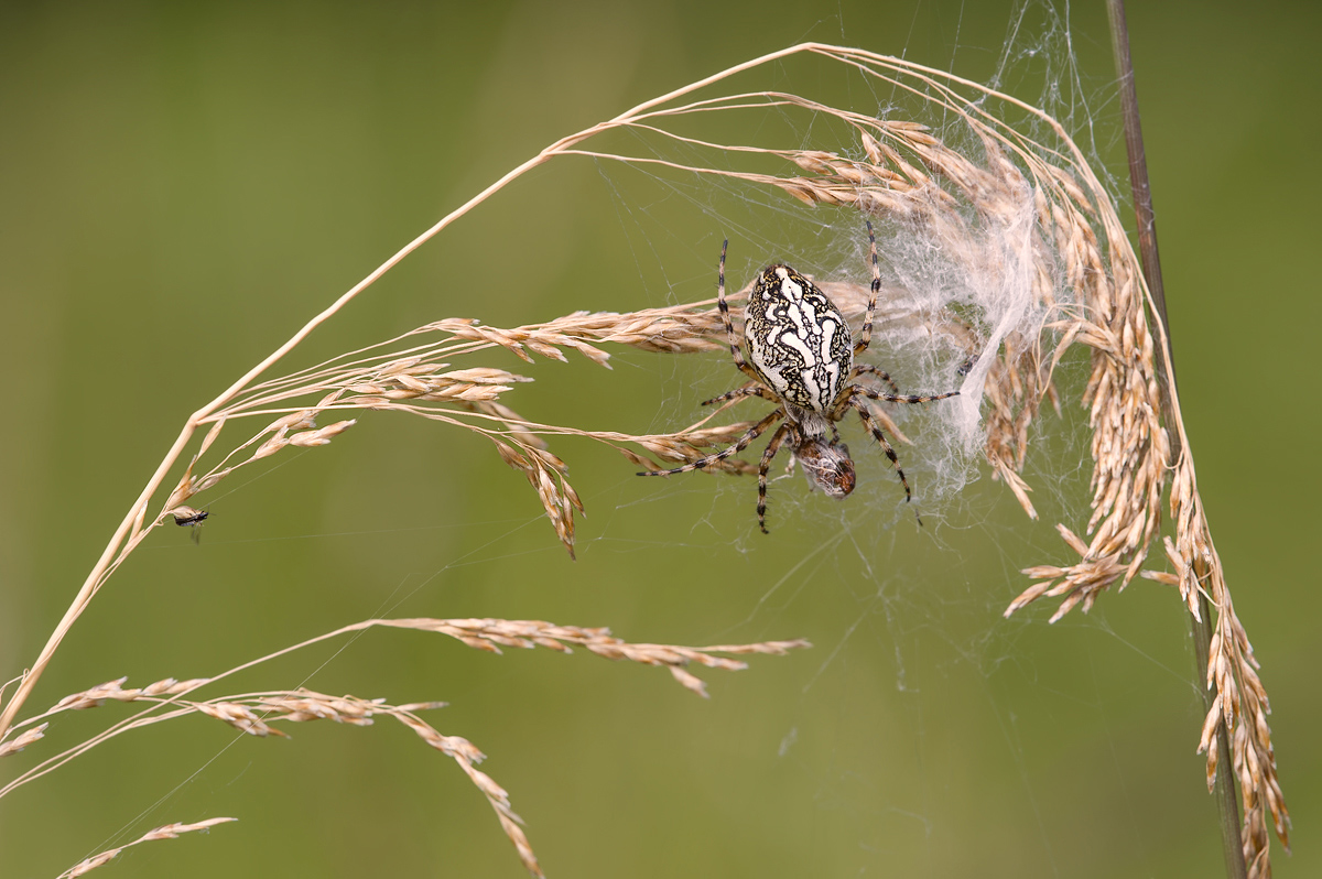Eichblatt-Radspinne_120724.jpg