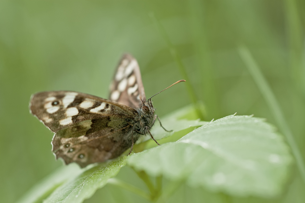 DSC_7297_bea.jpg