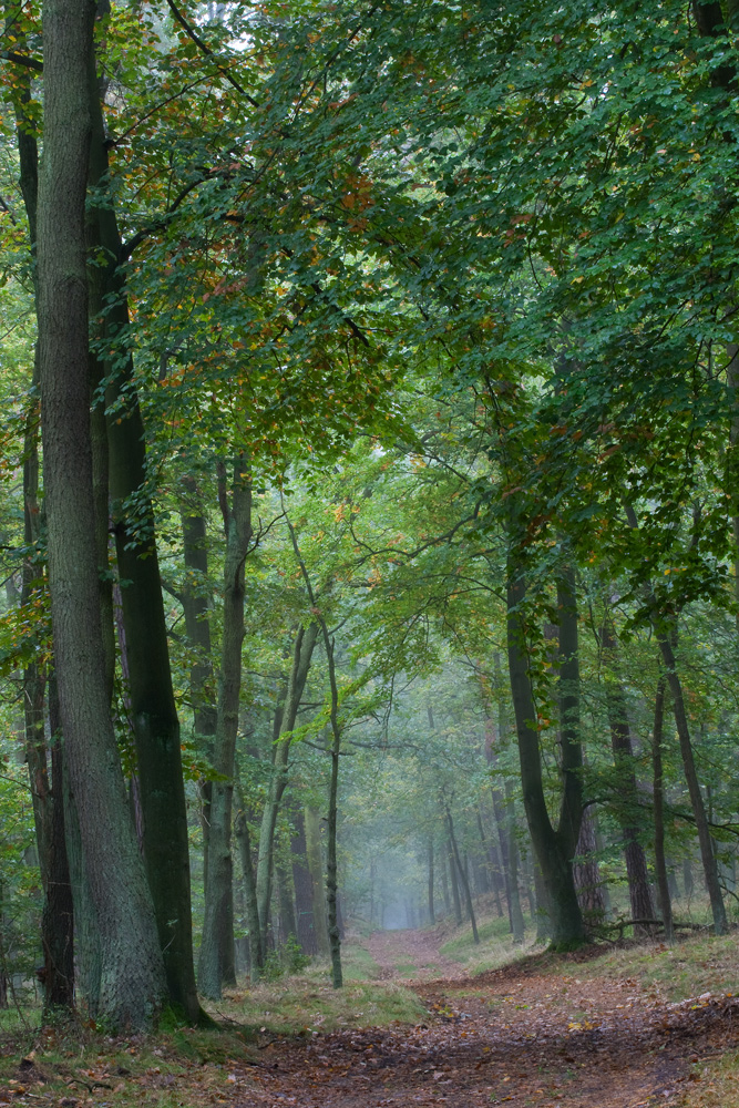 _MG_5164_waldweg.jpg