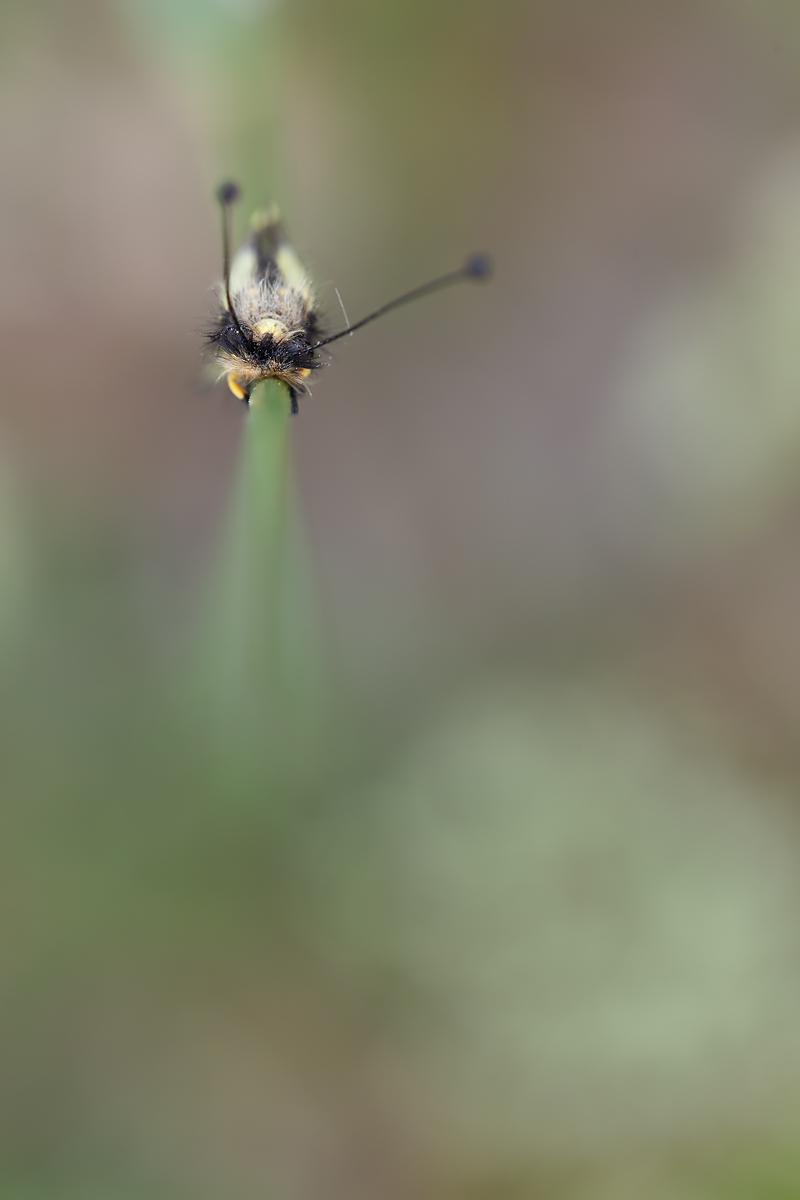 IMG_4652Fo.jpg