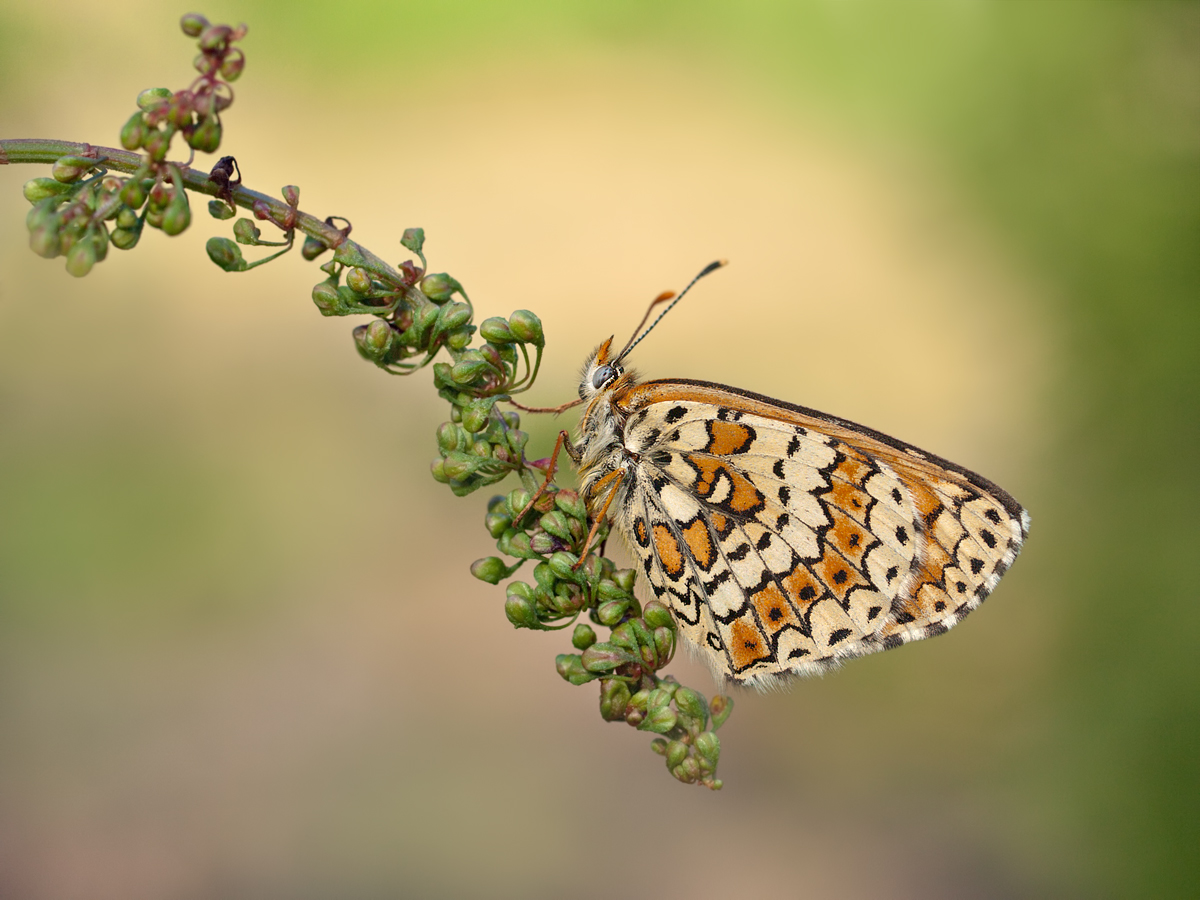 Wegerich-Scheckenfalter,Melitaea-cinxia-OG050729.jpg