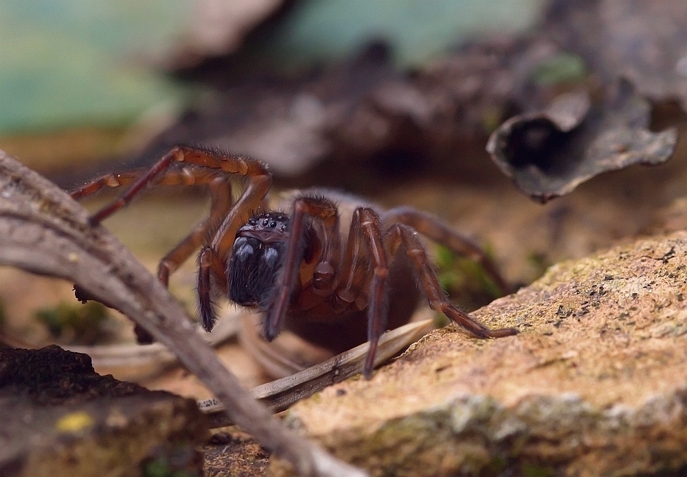 Finsterspinne   iso 800   f 8    80tel sec_filtered.jpg
