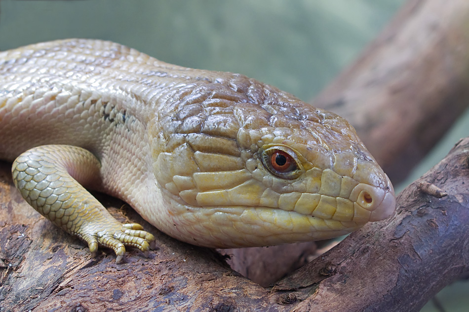 Blauzungenskink_1.jpg