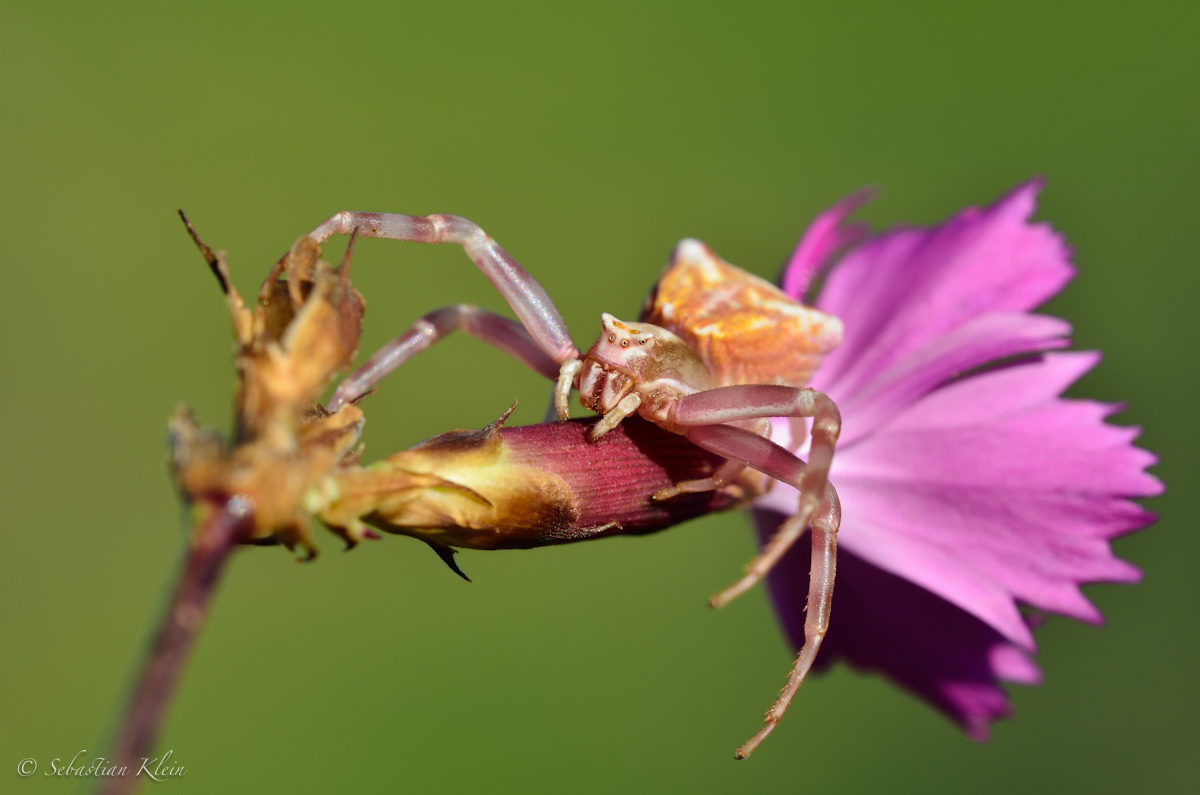 gehoeckerte Krabbenspinne.jpg