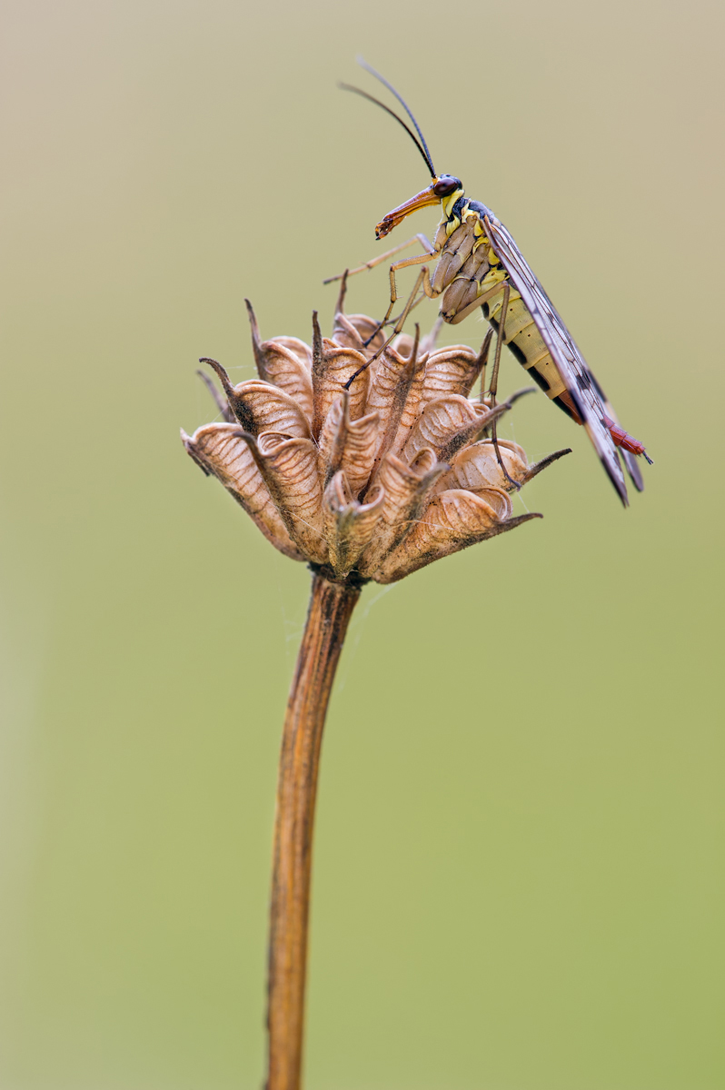 Skorpionsfliege_120724.jpg