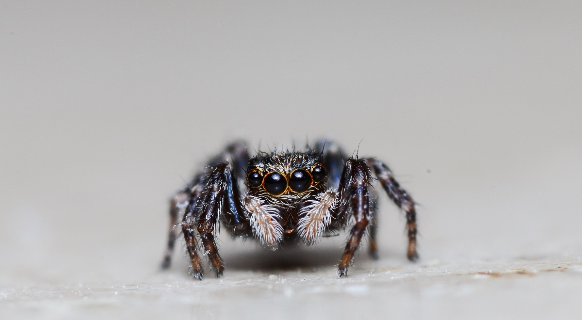 Cute spider.jpg