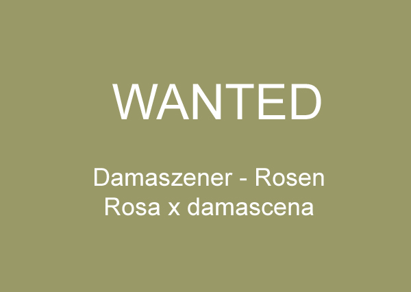 NdJ-Rosa.jpg