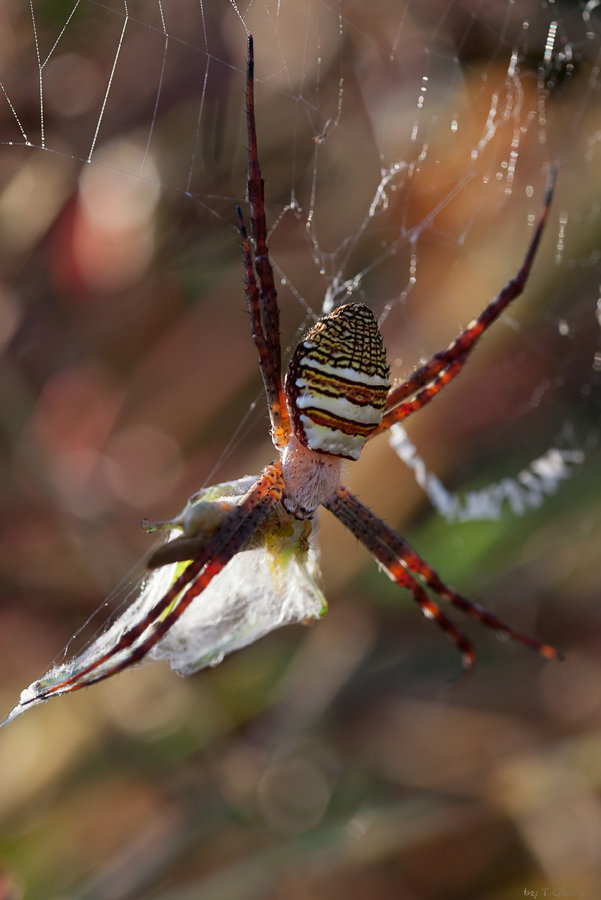20111218_argiope_aemula_1_125.jpg