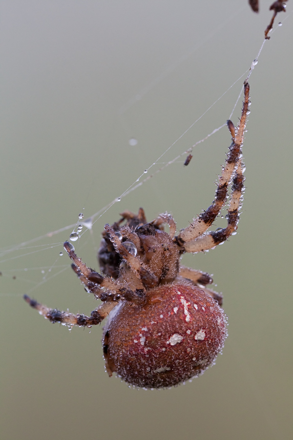 20110925-Araneus diadematus - Garten-Kreuzspinne--2.jpg