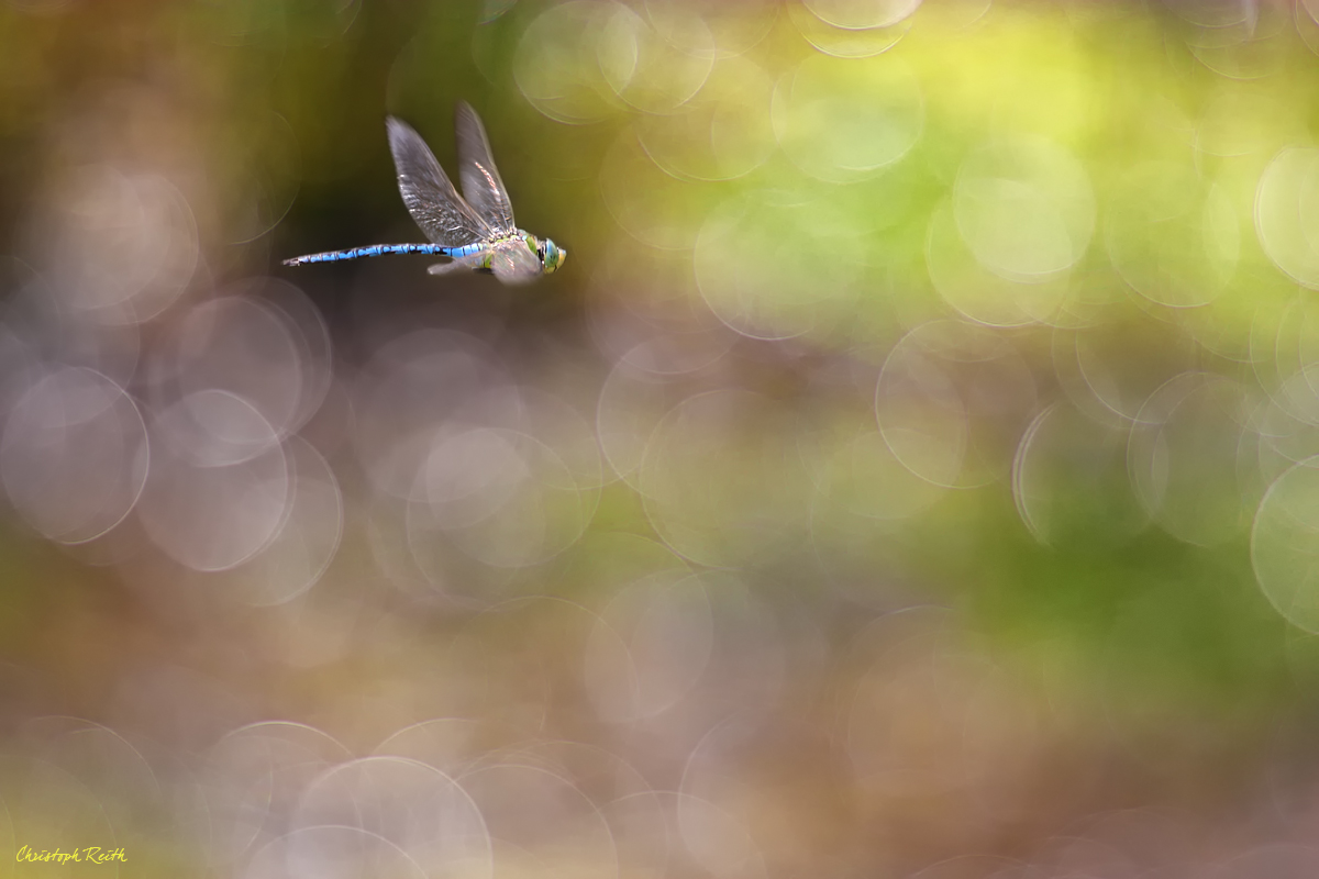 1D3_8449 12 +4  Kopie.jpg