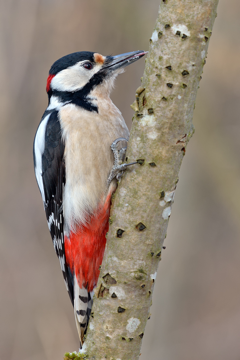 DSC_8760.jpg