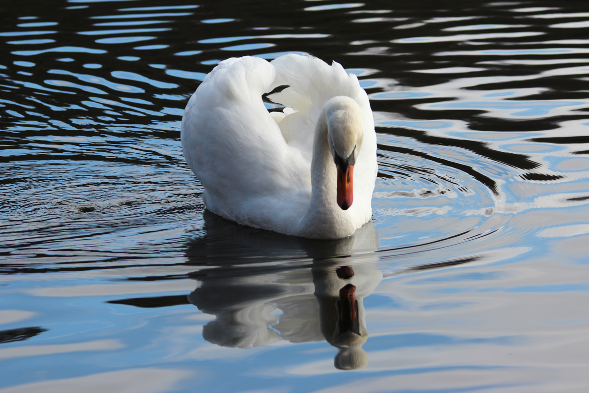 spieglein spieglein.jpg