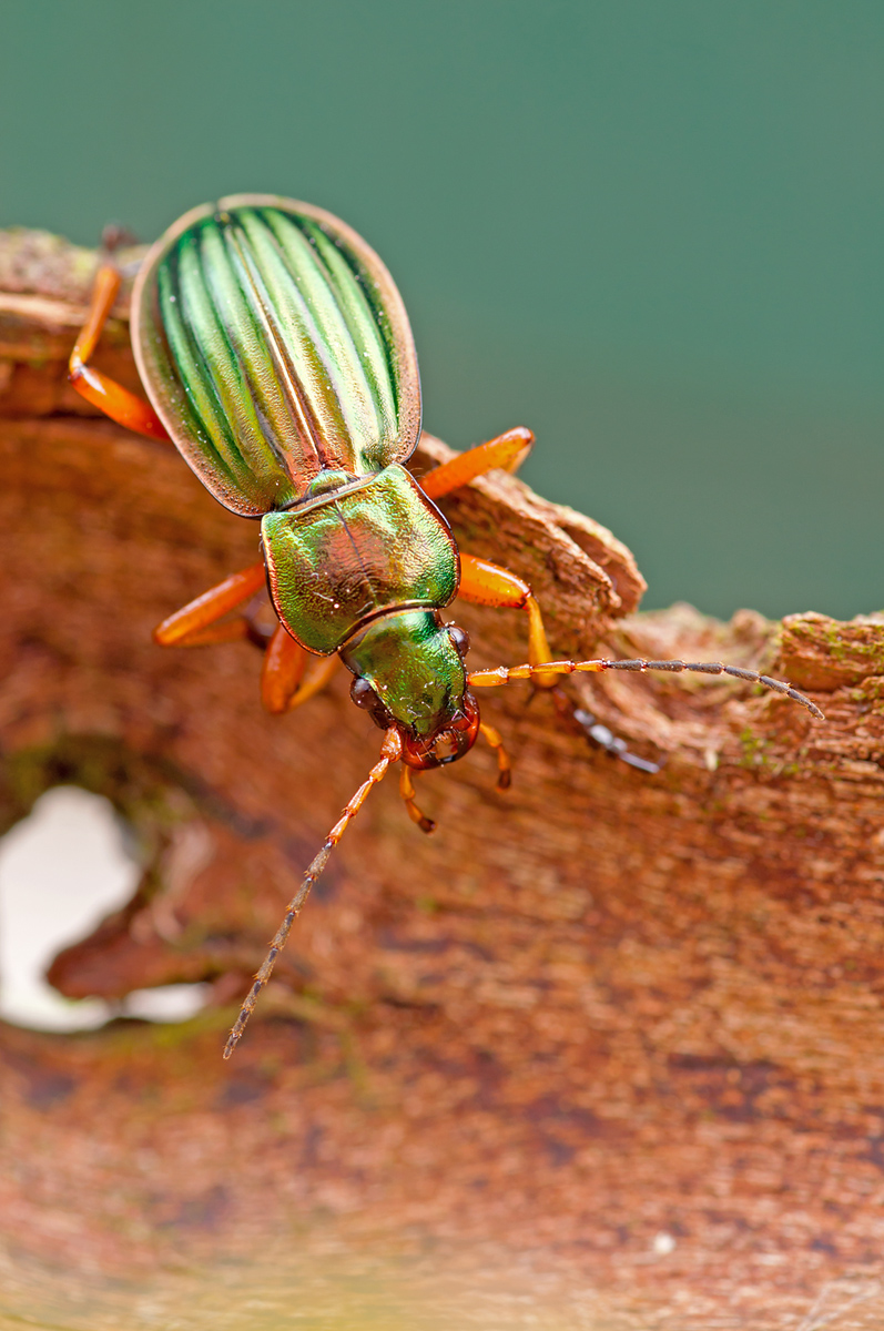 Carabus auratus.jpg