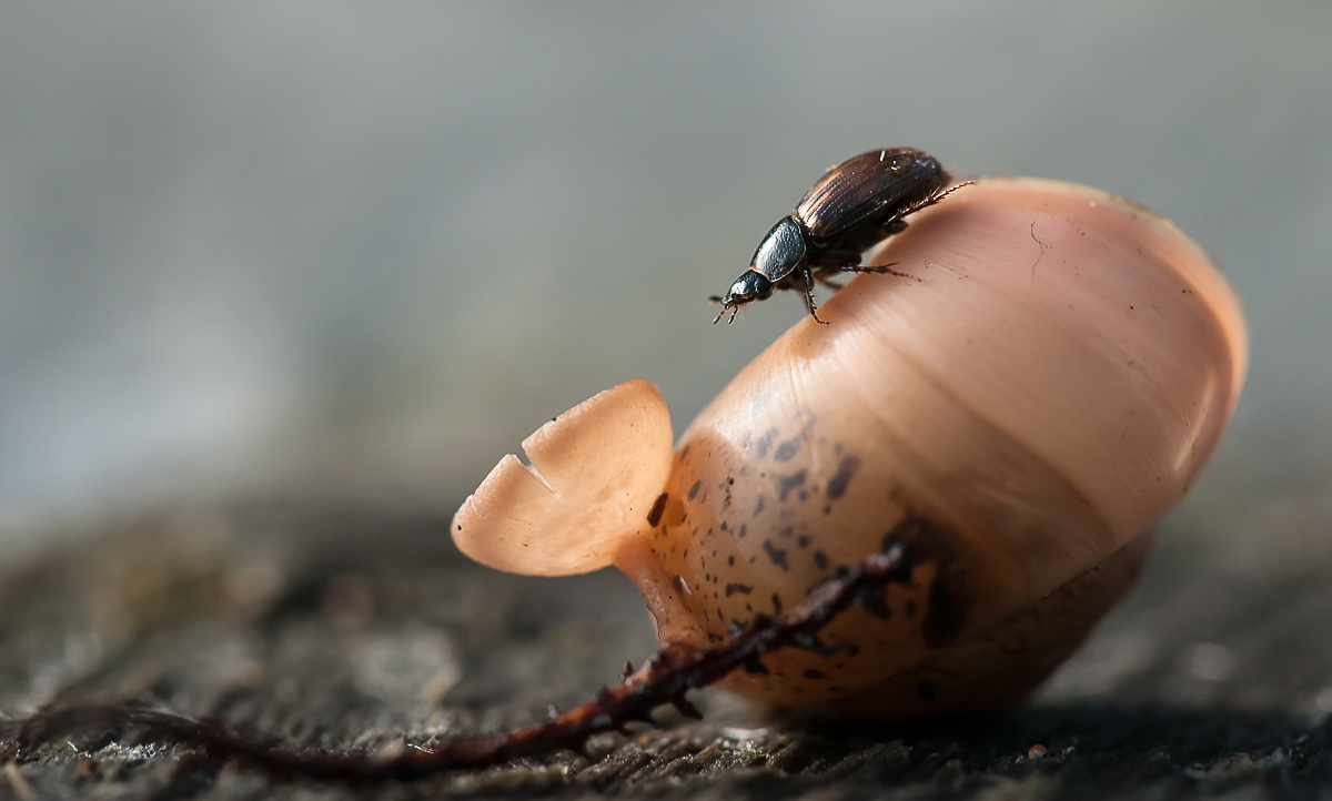 Käfer auf Schneckenhaus Kopie.jpg