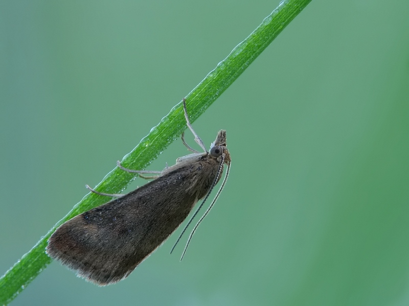 zuensler_6144.jpg