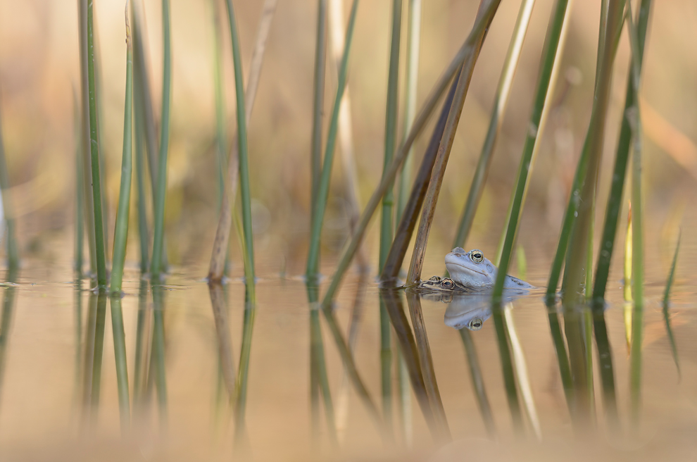 moorfrosch-2.jpg