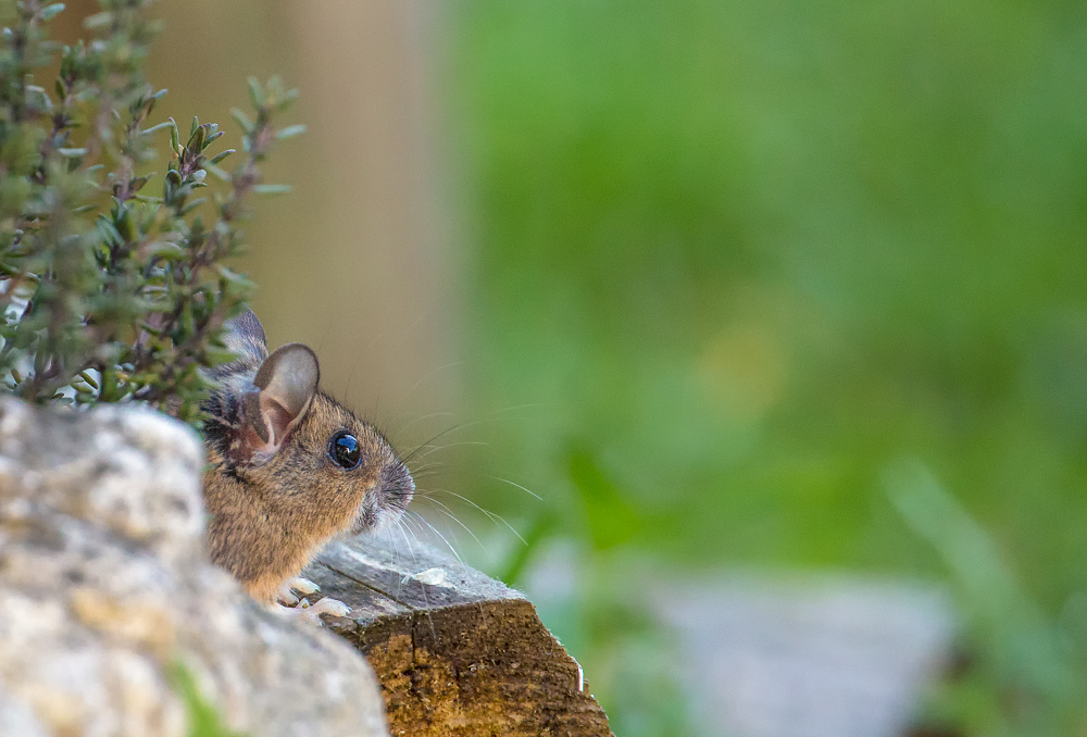 20130415-Maus-Bearbeitet.JPG