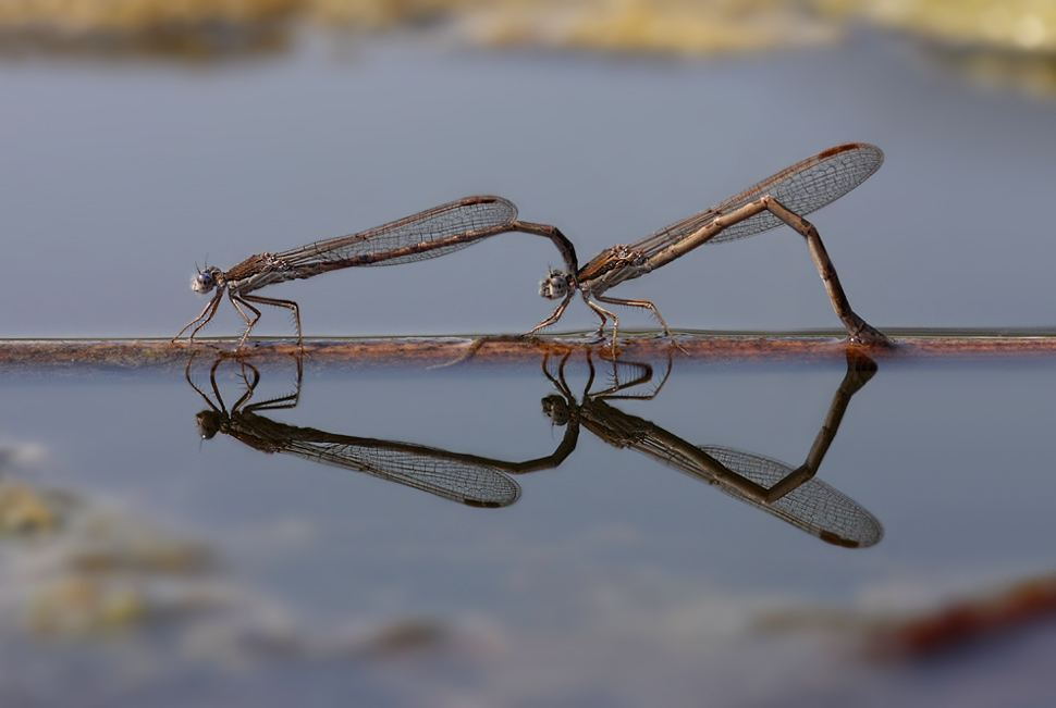 Sympecma_fusca_Tandem_Eiablage01.jpg