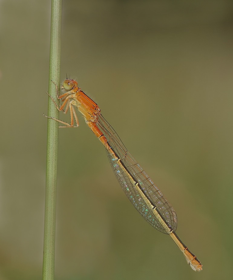 Kleine Pechlibelle web.jpg