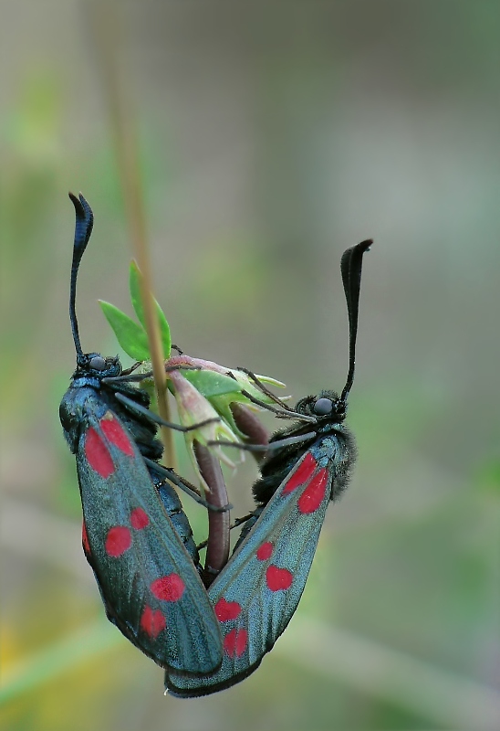 sechsfleckwidderchen-paarung.jpg