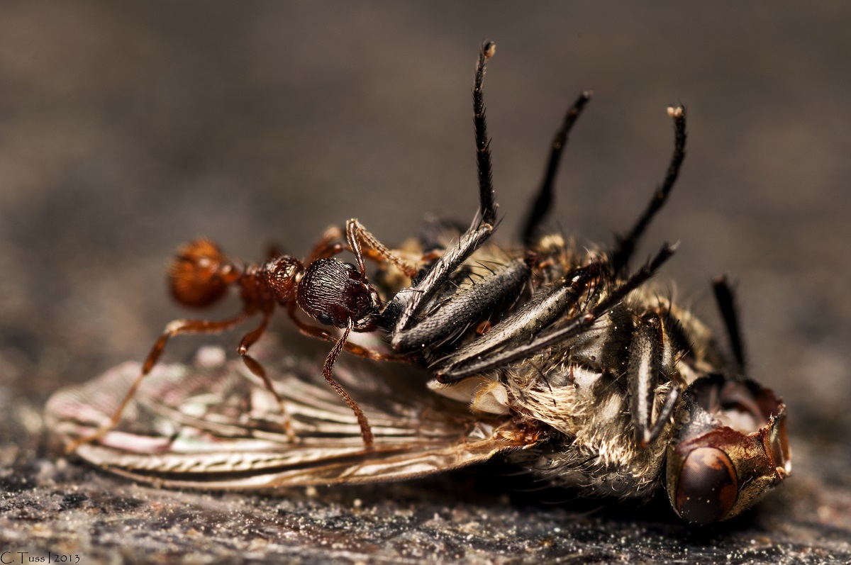 Ant versus fly.jpg