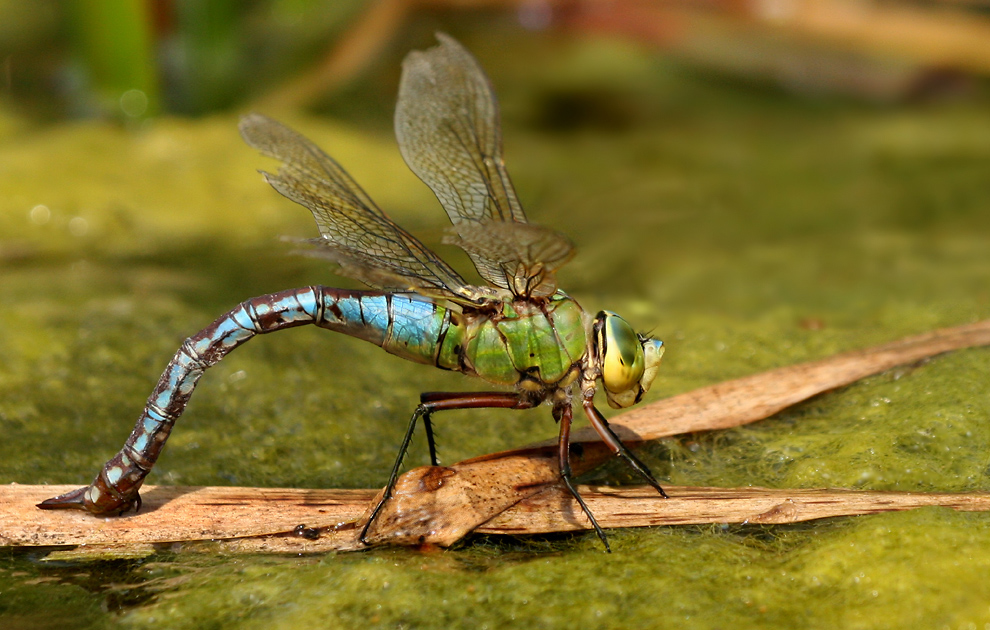 anax_imperator_w_eiablage_16082009_02a.jpg