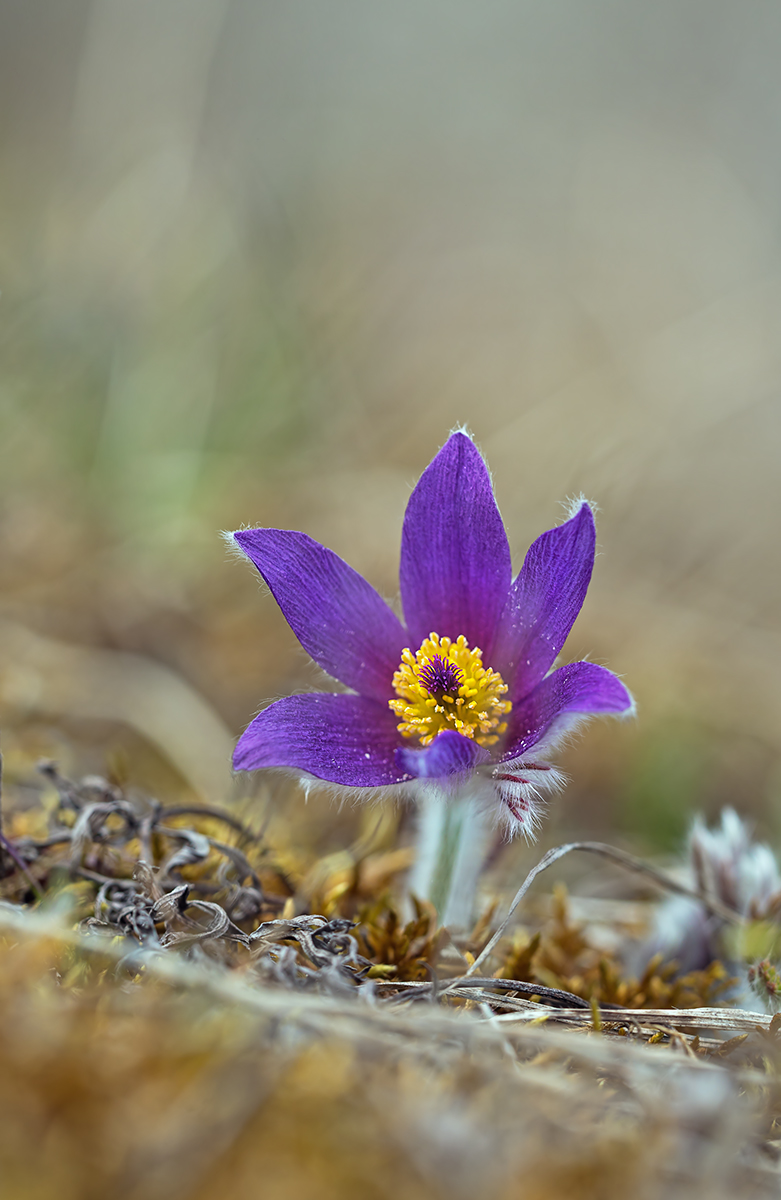 compKüchenschelle7.4.2013WeiachDSC_2220 90%.jpg